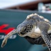 Collaboration, conservation leads to sea turtle rescue
