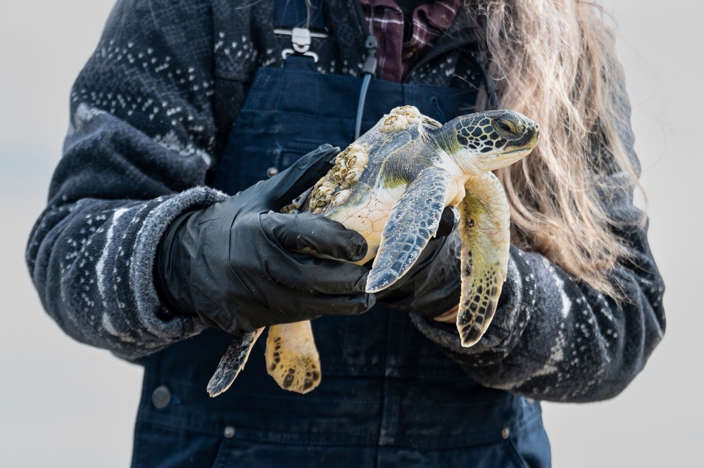 Collaboration, conservation leads to sea turtle rescue