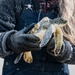 Collaboration, conservation leads to sea turtle rescue