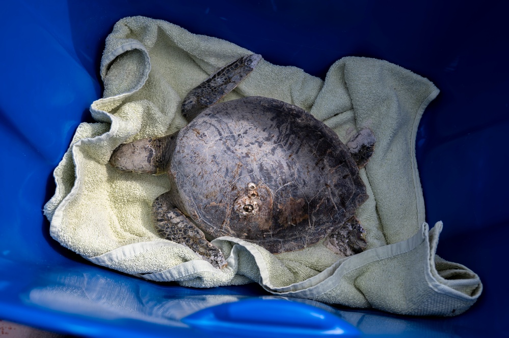 Collaboration, conservation leads to sea turtle rescue