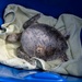 Collaboration, conservation leads to sea turtle rescue