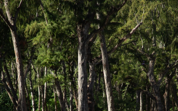 3d LCT| The LRT and the Stalker