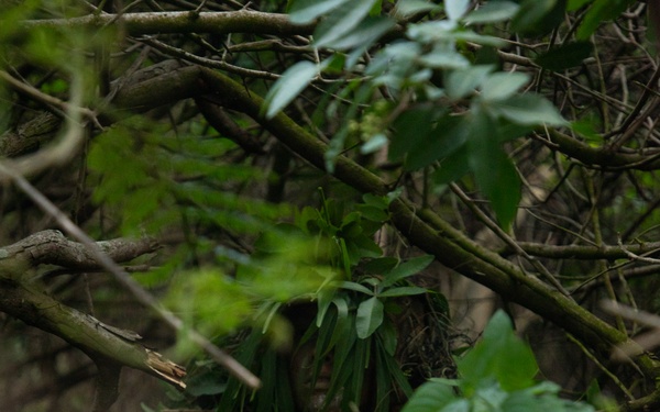 3d LCT| The LRT and the Stalker