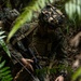 3d Marine Division Squad Competition: Defensive Operations