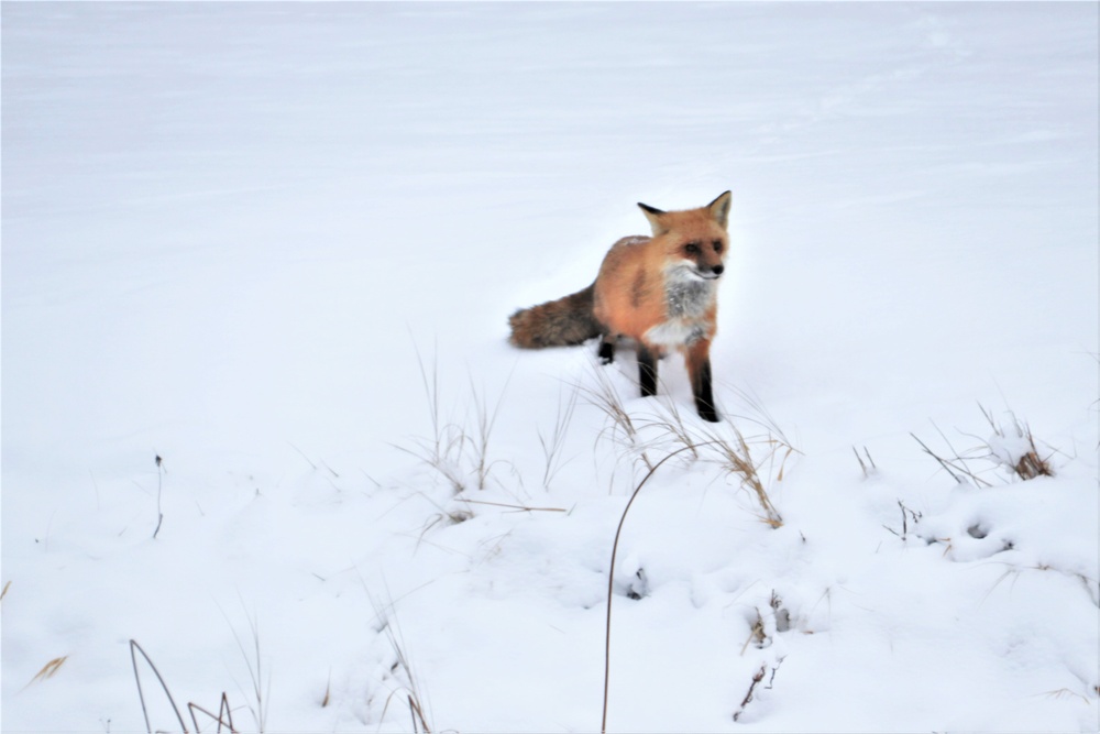 Furry Fort McCoy resident