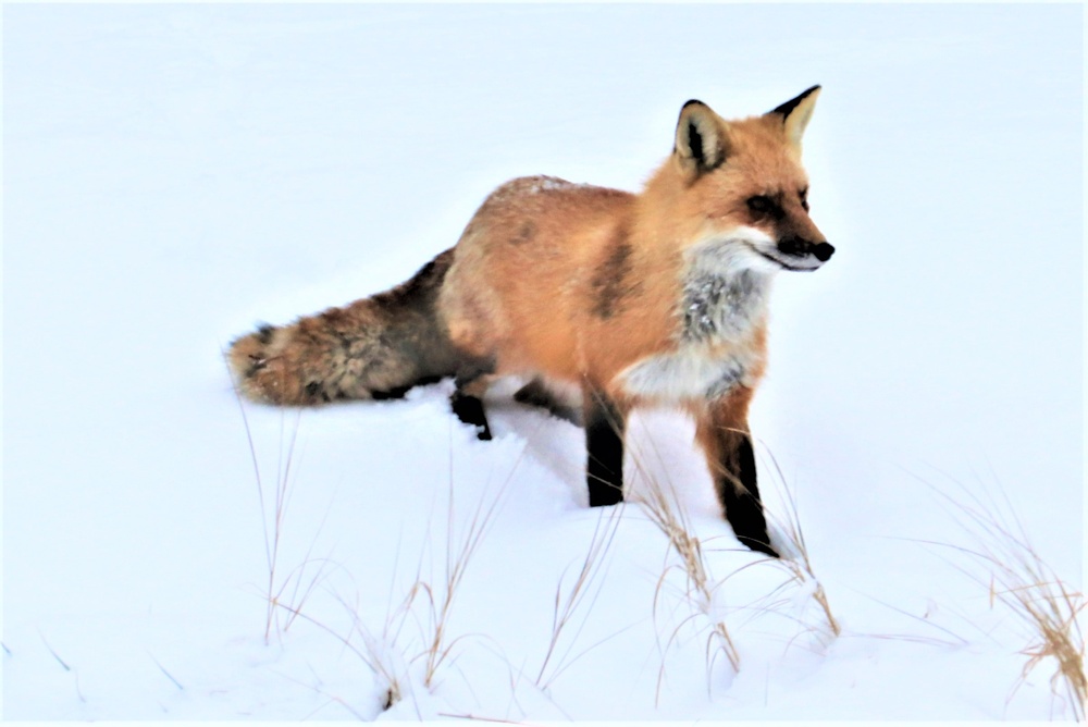 Furry Fort McCoy resident