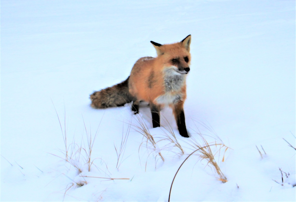 Furry Fort McCoy resident
