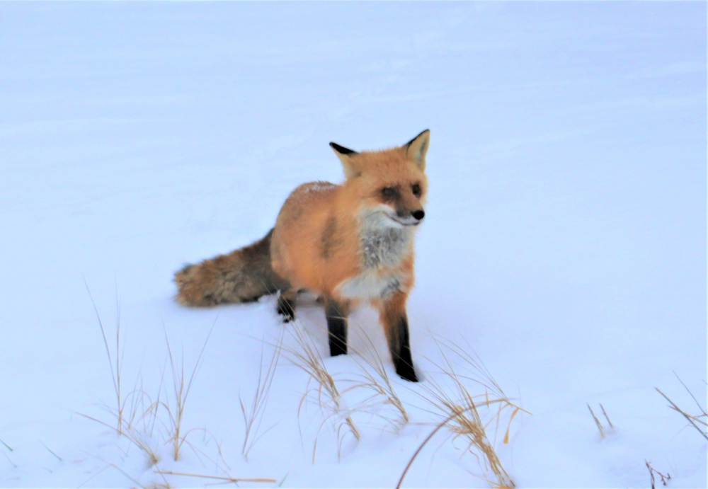 Furry Fort McCoy resident