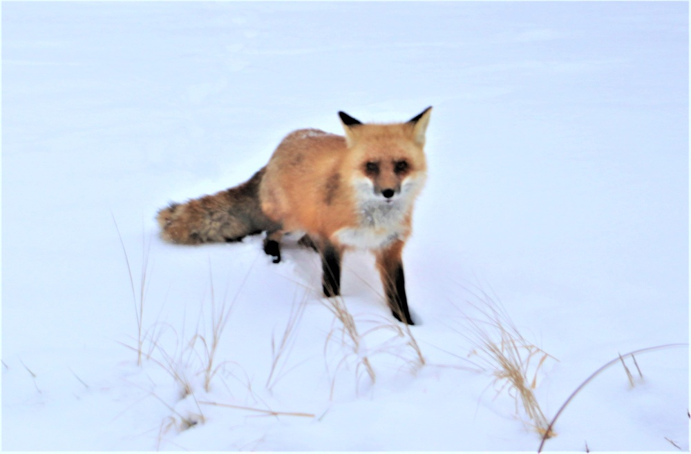 Furry Fort McCoy resident