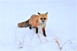 Furry Fort McCoy resident