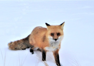 Photo Story: Furry Fort McCoy resident