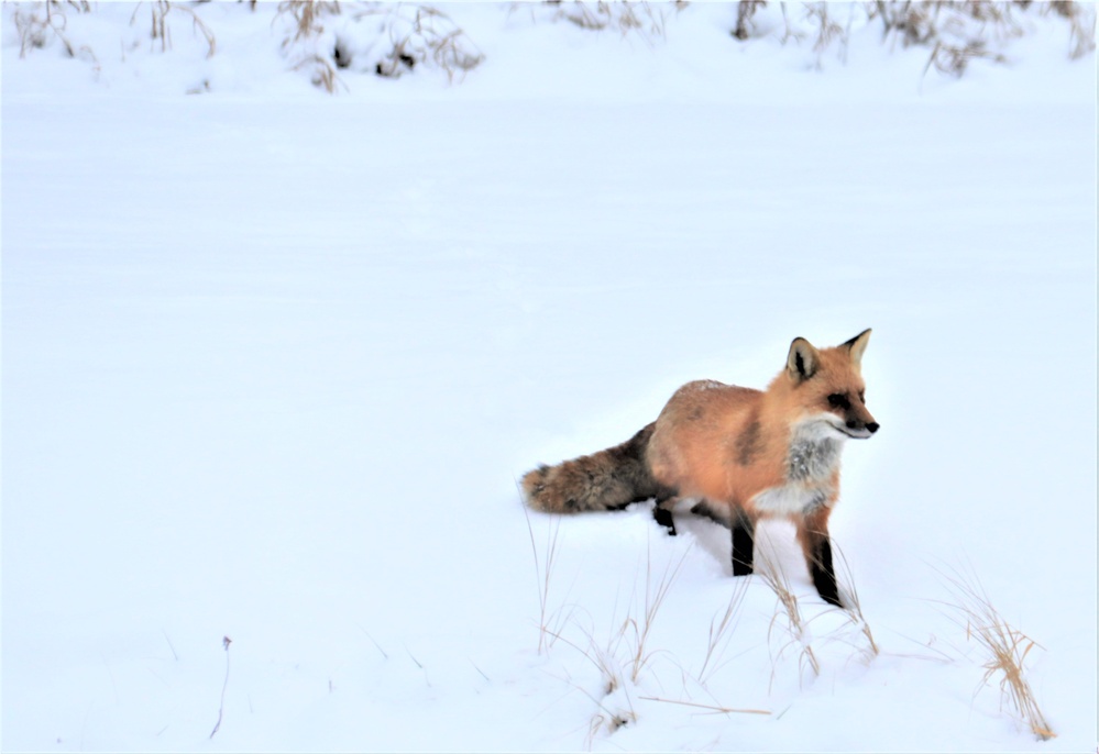 Furry Fort McCoy resident