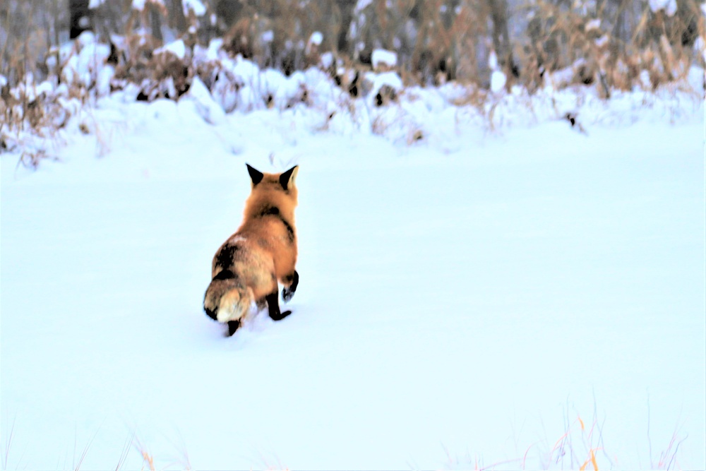 Furry Fort McCoy resident