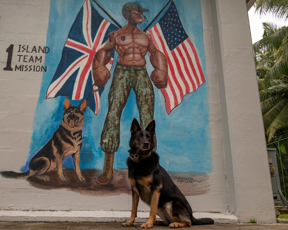 NSF Diego Garcia Military Working Dog Timi Retires from the U.S. Navy