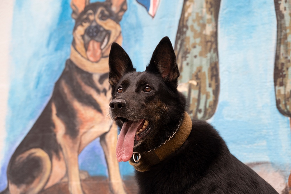 NSF Diego Garcia Military Working Dog Timi Retires from the U.S. Navy