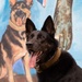 NSF Diego Garcia Military Working Dog Timi Retires from the U.S. Navy