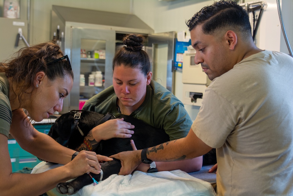 Preventative Dental Care Enhances Military Working Dog Readiness