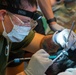 Preventative Dental Care Enhances Military Working Dog Readiness