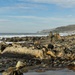 Vandenberg Space Force Base Beach Clean-up Day 2024