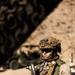 3rd Bn., 4th Marines participates in National Training Center 24-03