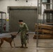 NAS Oceana Military Working Dogs Complete Detection Recertification