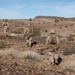 Marines with 3rd Light Armored Reconnaissance Battalion conduct a platoon attack while participating in SLTE 2-24