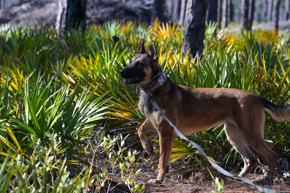 MWD explosive training