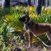 MWD explosive training