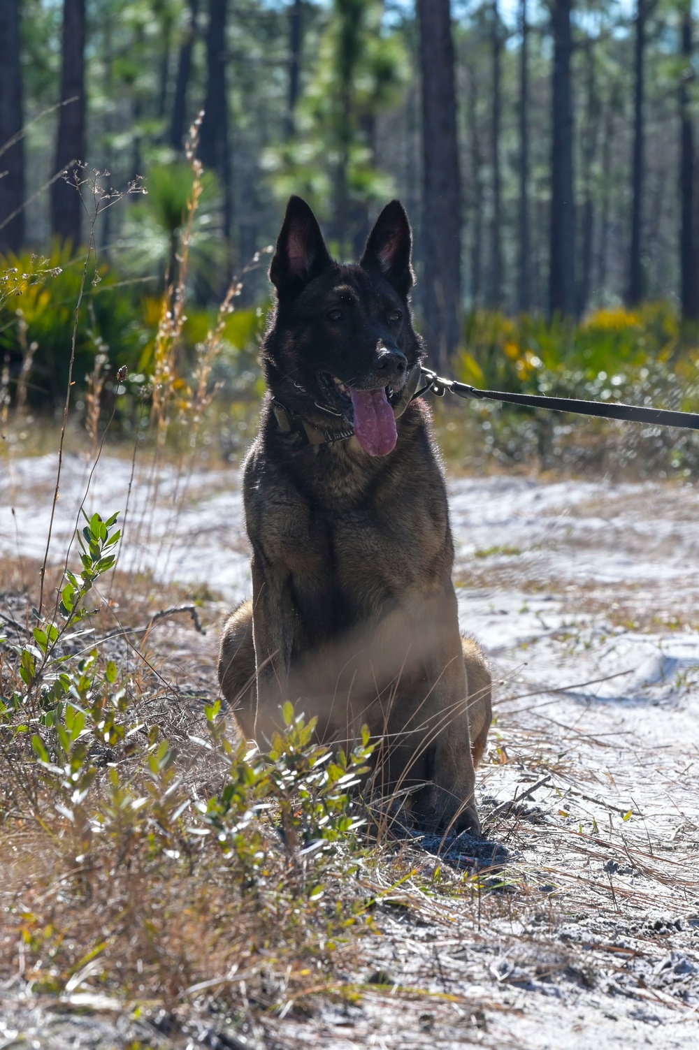 DVIDS Images MWD explosive training [Image 4 of 9]