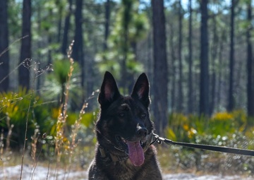 MWD explosive training