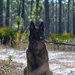 MWD explosive training