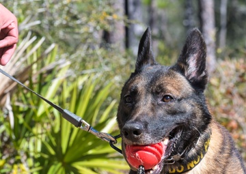 MWD explosive training