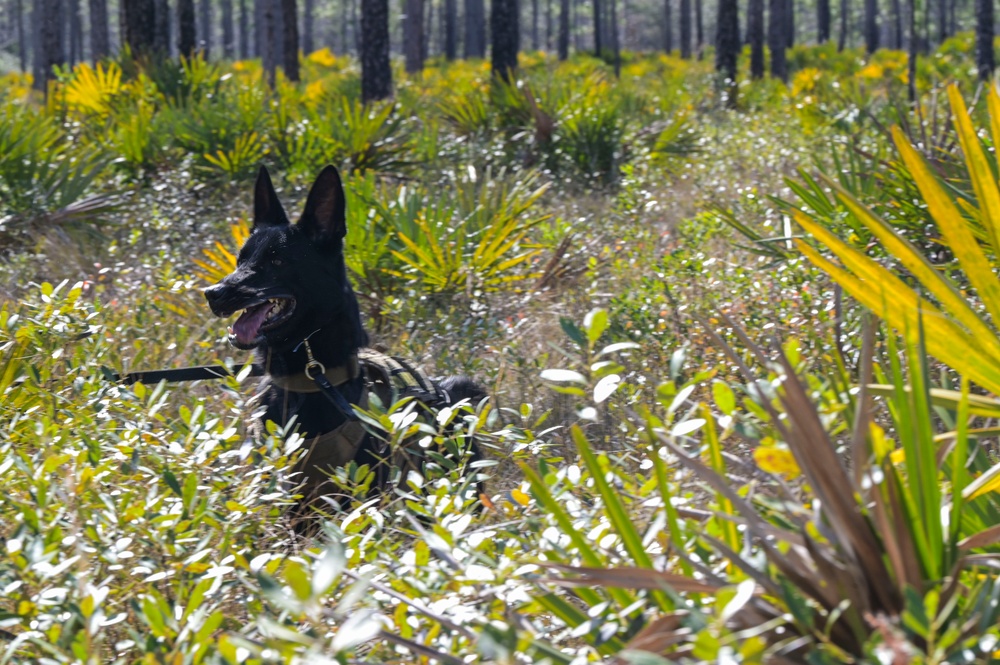 MWD explosive training