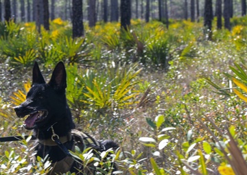 MWD explosive training