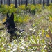 MWD explosive training