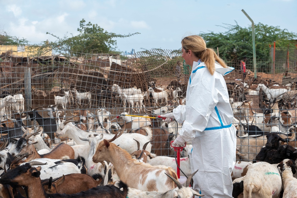 CJTF-HOA Promotes Herd Health In Djibouti