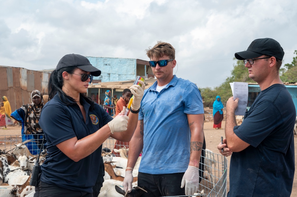 CJTF-HOA Promotes Herd Health In Djibouti