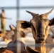 CJTF-HOA Promotes Herd Health In Djibouti