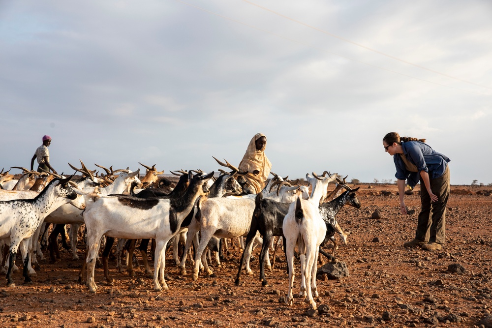 CJTF-HOA Promotes Herd Health In Djibouti