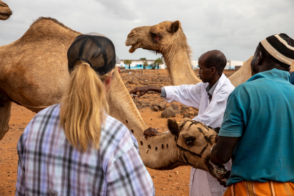 CJTF-HOA Promotes Herd Health In Djibouti