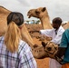 CJTF-HOA Promotes Herd Health In Djibouti