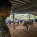 JTF-Bravo Vet Team supports Olancho