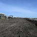 Grand Isle Dune Update