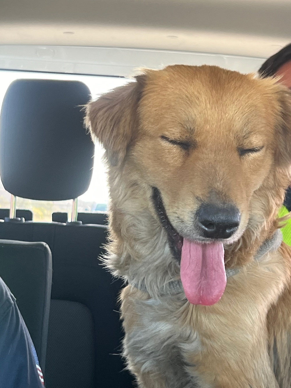 Coast Guard marine inspectors rescue dog from shipping container in Seabrook, Texas