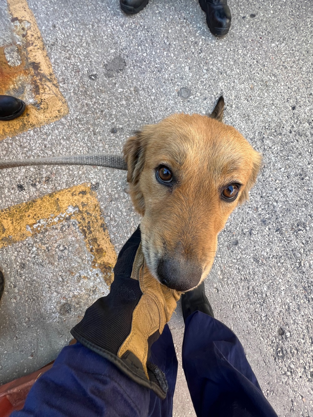 Coast Guard marine inspectors rescue dog from shipping container in Seabrook, Texas