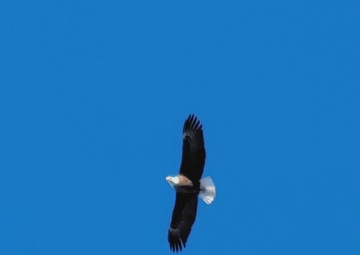 Record turnout, eagle sightings during annual eagle surveys at two USACE lakes