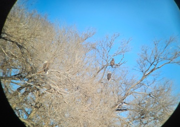 Record turnout, eagle sightings during annual eagle surveys at two USACE lakes