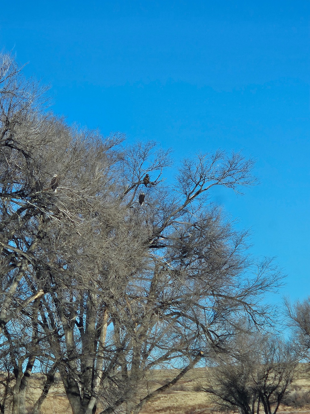 Record turnout, eagle sightings during annual eagle surveys at two USACE lakes