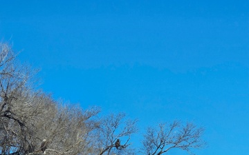 Record turnout, eagle sightings during annual eagle surveys at two USACE lakes