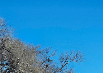 Record turnout, eagle sightings during annual eagle surveys at two USACE lakes